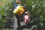 秦野いとう農園　夏野菜収穫体験