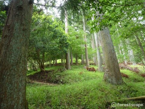 ハイキング（表丹沢県民の森・県立秦野戸川公園コース）