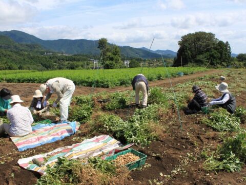 大倉掘り取り観光組合　収穫体験