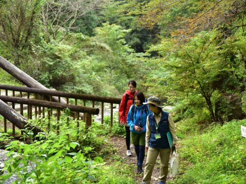 はだの表丹沢森林セラピー（表丹沢野外活動センター・葛葉の泉コース）