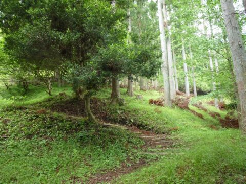 表丹沢県民の森