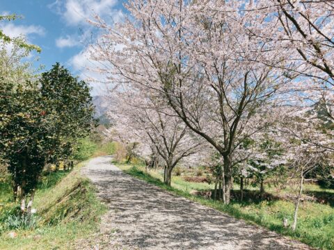 桜ともみじのわくわく広場